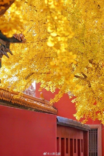 收藏大图！故宫银杏壁纸