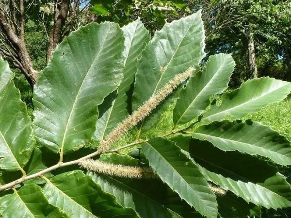 有毒，或致死亡！形似板栗，千万别误食...