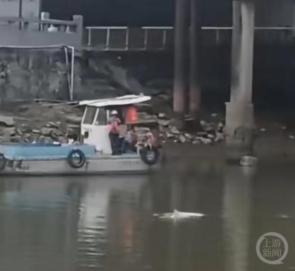 中华白海豚误入广州一河道，当地渔政：正追踪