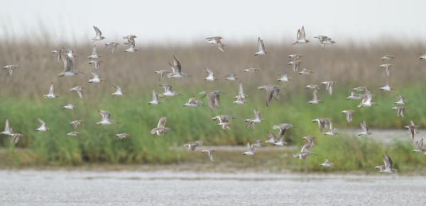【提示】九段沙湿地入选国家重要湿地名录