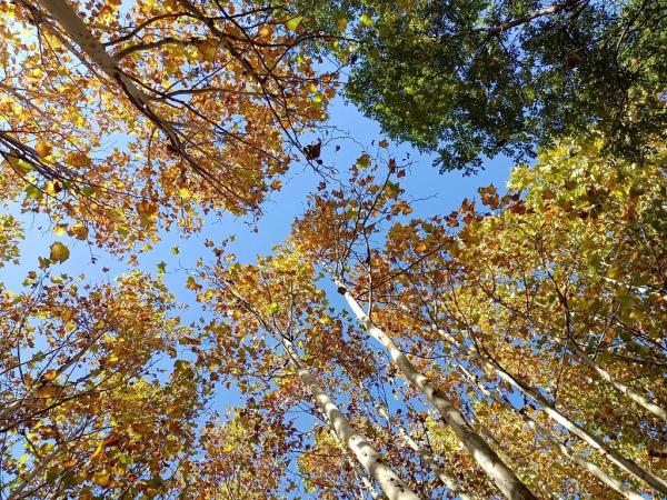 今日立冬，愿快乐与你我环环相扣