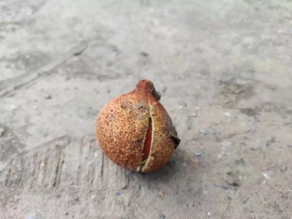 当心有毒！这种“高仿”板栗不能食用
