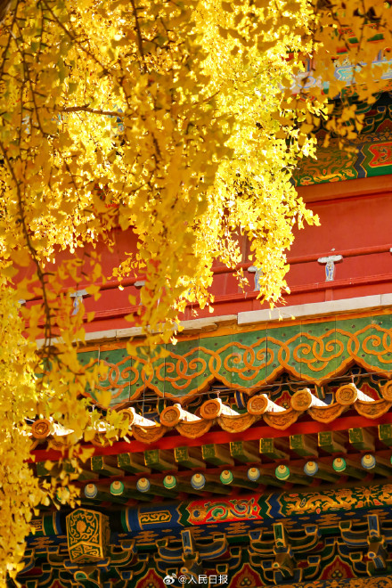 收藏大图！故宫银杏壁纸