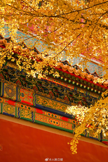 收藏大图！故宫银杏壁纸