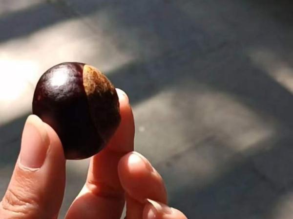 有毒，或致死亡！形似板栗，千万别误食...