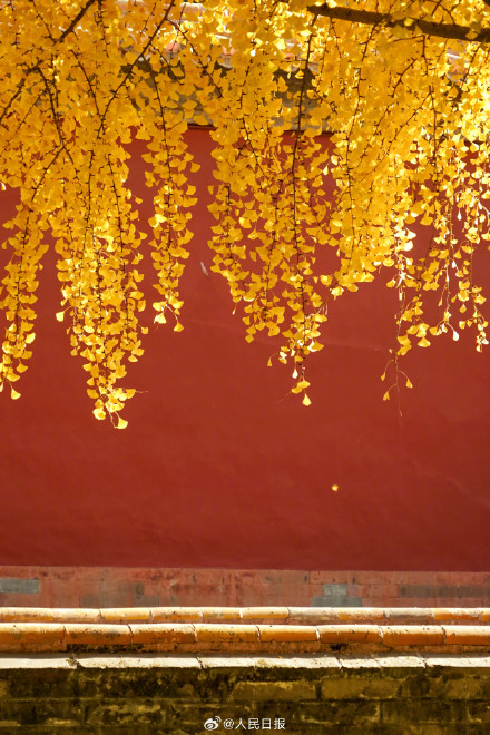 收藏大图！故宫银杏壁纸