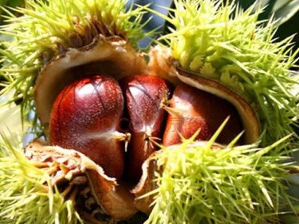 当心有毒！这种“高仿”板栗不能食用