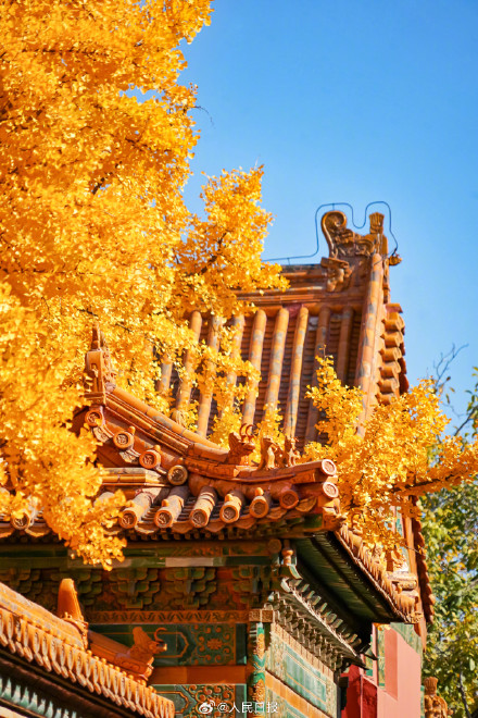 收藏大图！故宫银杏壁纸