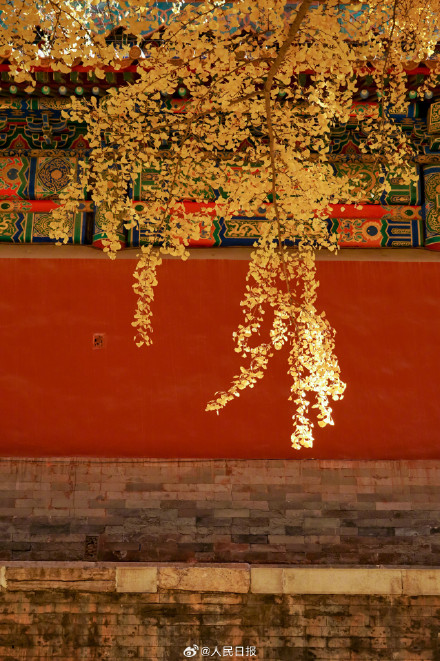 收藏大图！故宫银杏壁纸