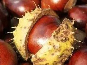 有毒，或致死亡！形似板栗，千万别误食...