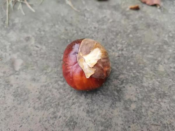 当心有毒！这种“高仿”板栗不能食用