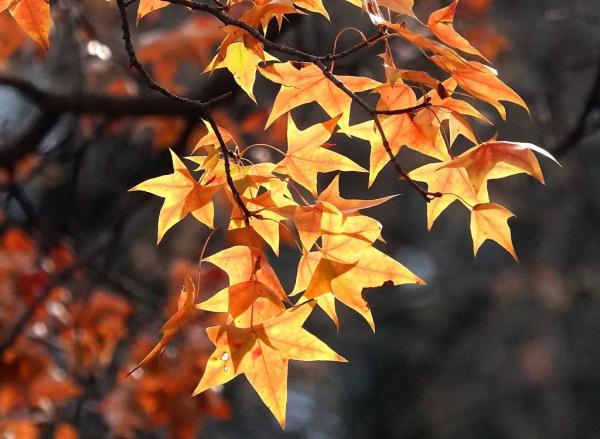 今日立冬，愿快乐与你我环环相扣