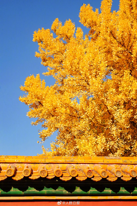 收藏大图！故宫银杏壁纸