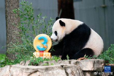 旅美大熊猫美香一家今晚启程回中国