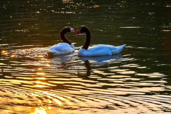今日立冬，愿快乐与你我环环相扣