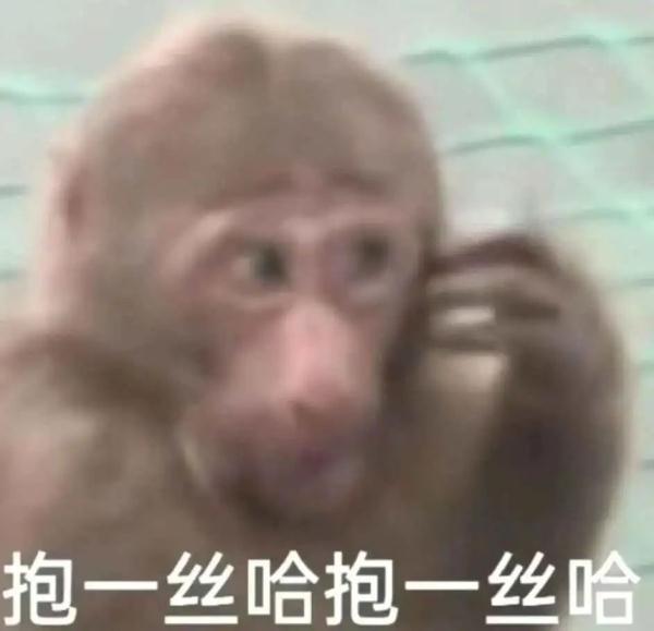 来合肥看“吗喽”