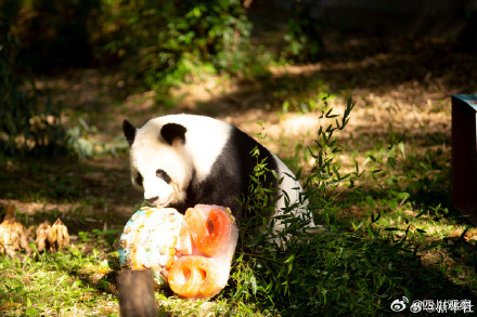 美香添添小崽一家整整齐齐 美香添添小崽一家整整齐齐