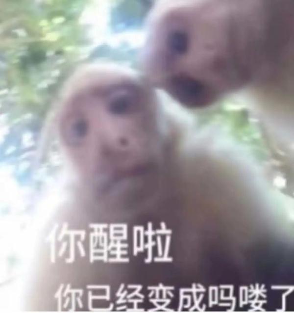 来合肥看“吗喽”