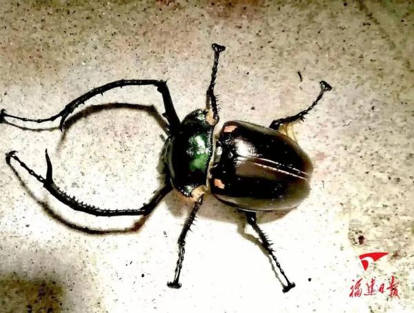 福建永安天宝岩保护区“上新”! 福建永安天宝岩保护区“上新”!