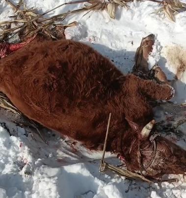 黑龙江又现野生东北虎？农民开着拖拉机一路追赶