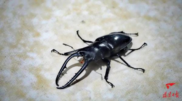 福建永安天宝岩保护区“上新”! 福建永安天宝岩保护区“上新”!