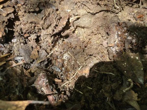 贵州梵净山发现两种新物种！