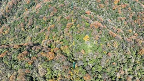 贵州梵净山发现两种新物种！