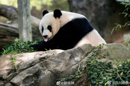 美香添添小崽一家整整齐齐 美香添添小崽一家整整齐齐