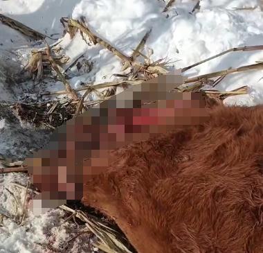 黑龙江又现野生东北虎？农民开着拖拉机一路追赶