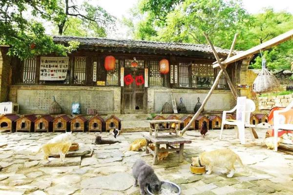耶，你们这的村民怎么总“喵喵喵”！？年轻人回村后，神奇的事发生了