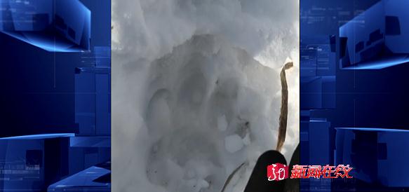 又现野生东北虎，还咬死一头牛！哈尔滨市依兰县发布紧急通知！