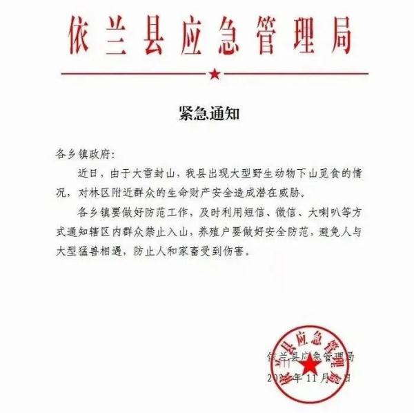 哈尔滨发现野生东北虎踪迹，当地紧急通知