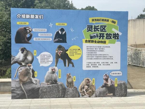 来合肥看“吗喽”