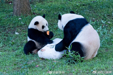美香添添小崽一家整整齐齐 美香添添小崽一家整整齐齐