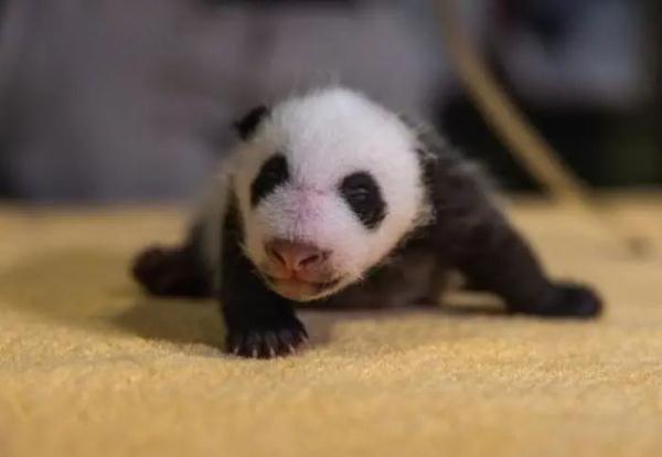 旅美大熊猫“美香”一家三口启程回国！“随身行李”曝光→