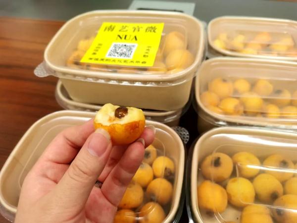 “我想吃新鲜的枇杷！”“完全可以！学校帮你摘下来！”