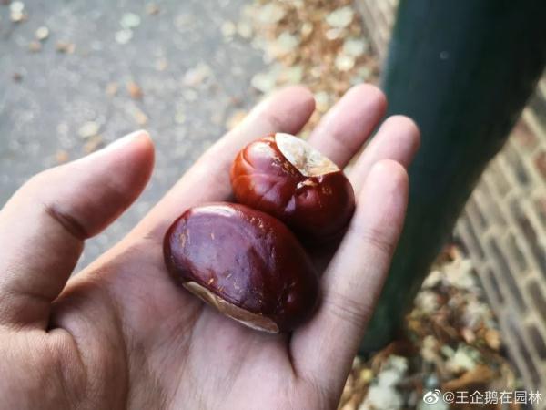 有毒或致死！很多人爱吃的它，居然有“高仿”版