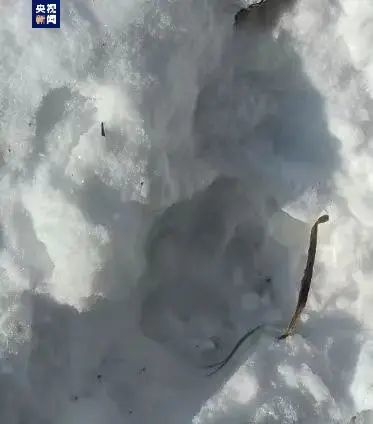 哈尔滨发现野生东北虎踪迹，当地紧急通知