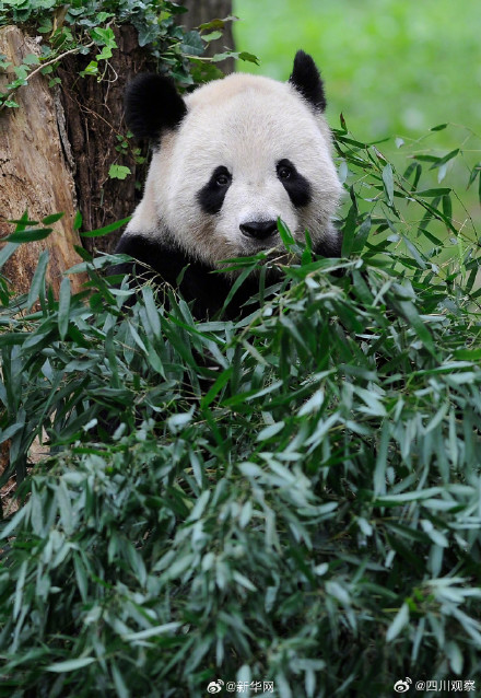 美香添添小崽一家整整齐齐 美香添添小崽一家整整齐齐