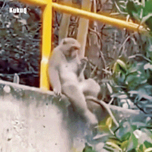 来合肥看“吗喽”