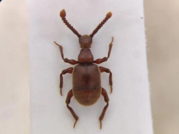 贵州梵净山发现两种新物种！