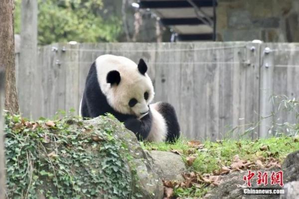 启程！“美香”一家三口踏上回家之路