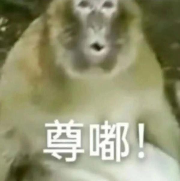 来合肥看“吗喽”