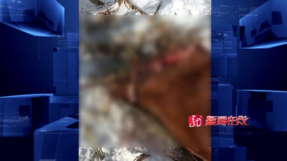 又现野生东北虎，还咬死一头牛！哈尔滨市依兰县发布紧急通知！