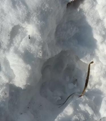 黑龙江又现野生东北虎？农民开着拖拉机一路追赶