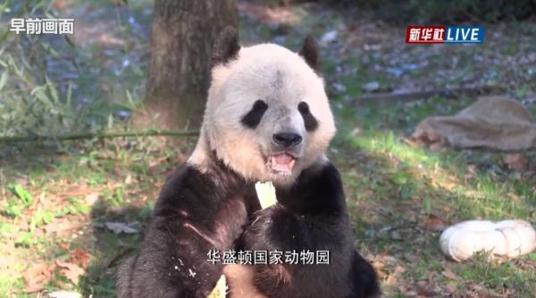 旅美大熊猫“美香”一家三口启程回国！“随身行李”曝光→