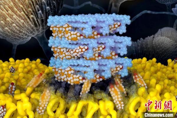最新研究：改良抗真菌剂在实验中毒性降低 或增临床有效性安全性