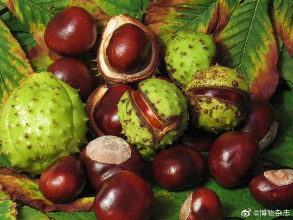 有毒或致死！很多人爱吃的它，居然有“高仿”版