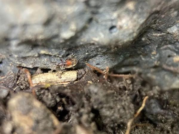 贵州梵净山发现两种新物种！