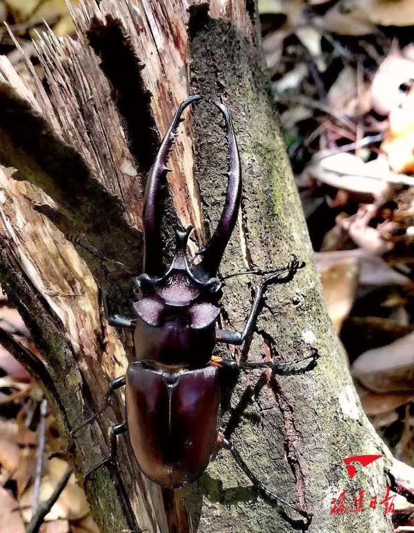 福建永安天宝岩保护区“上新”! 福建永安天宝岩保护区“上新”!